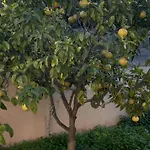 Les Deux Mas * Bormes-les-Mimosas
