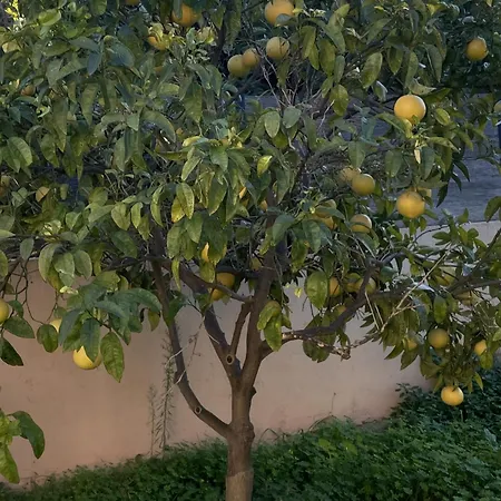 Les Deux Mas * Bormes-les-Mimosas