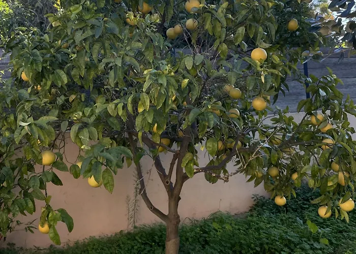 Les Deux Mas * Bormes-les-Mimosas